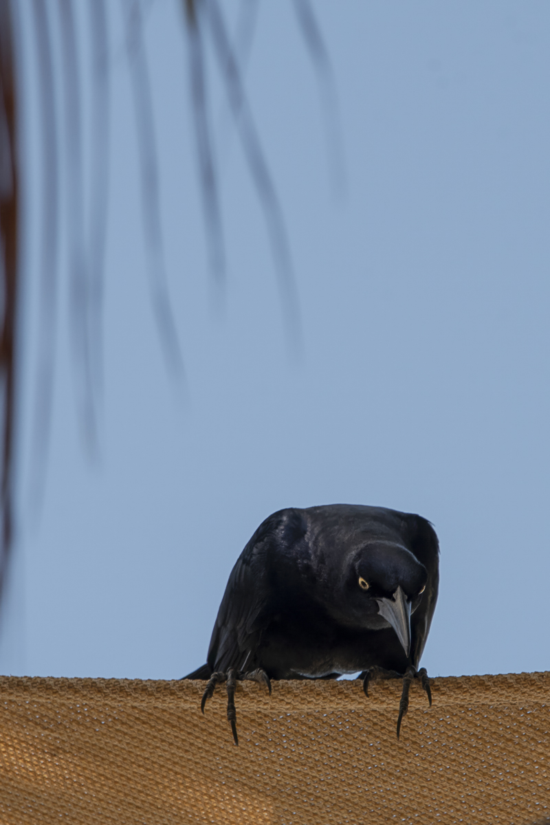 Blackbird Wildlife Photo Print titled The Hunter by Philip J. Guettler.