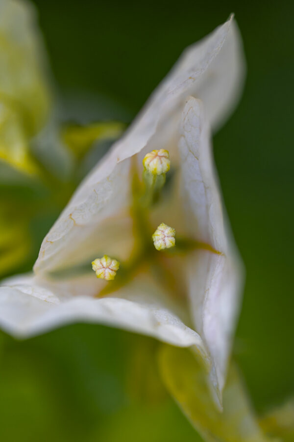 White Lily Fine Art titled The Trio by Philip J. Guettler.