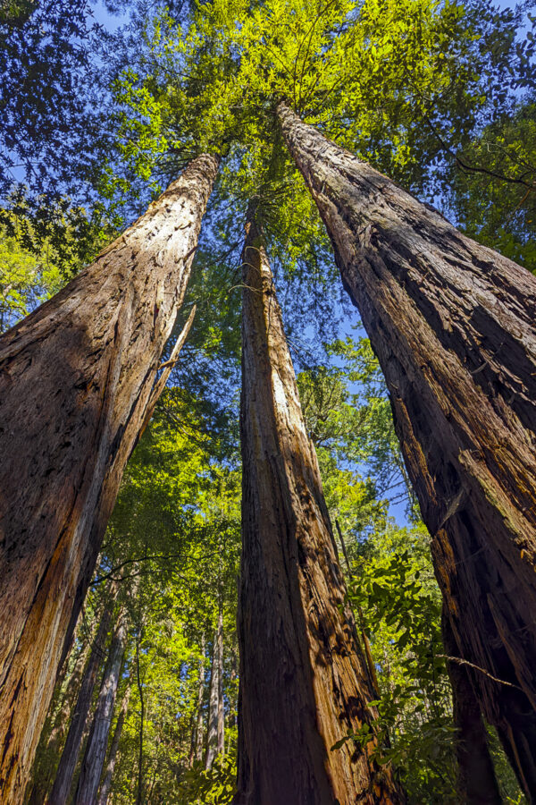 Redwood Forest Fine Art titled Three Sisters by Philip J. Guettler.
