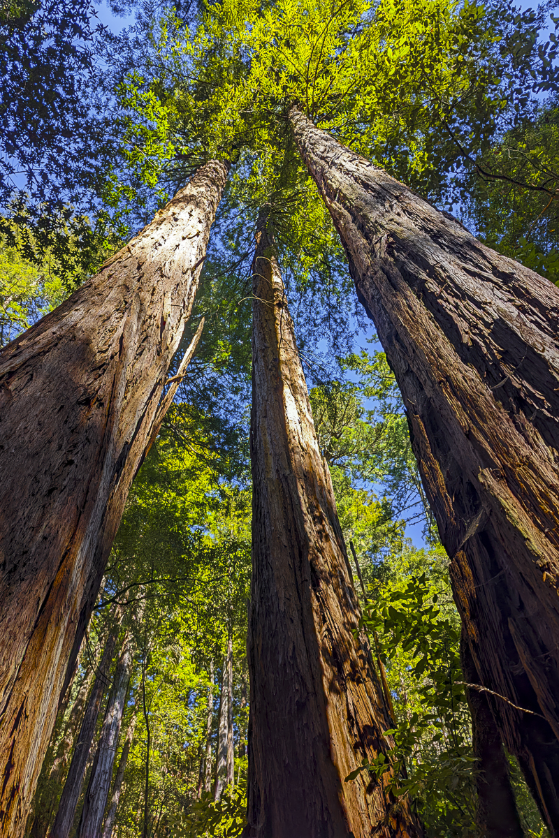 Redwood Forest Fine Art titled Three Sisters by Philip J. Guettler.