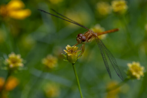 Dragonfly Wildlife Fine Art titled Tinted Windows by Philip J. Guettler.