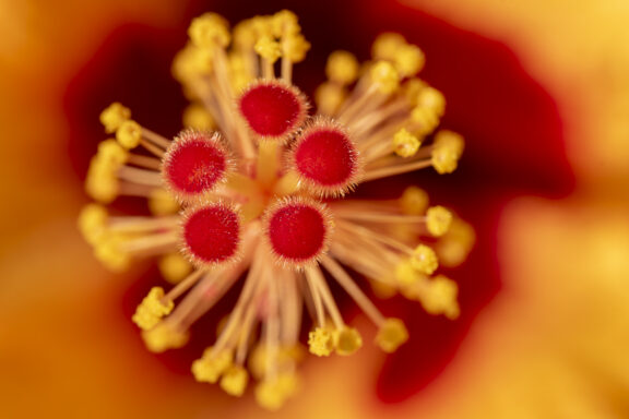 Up Close