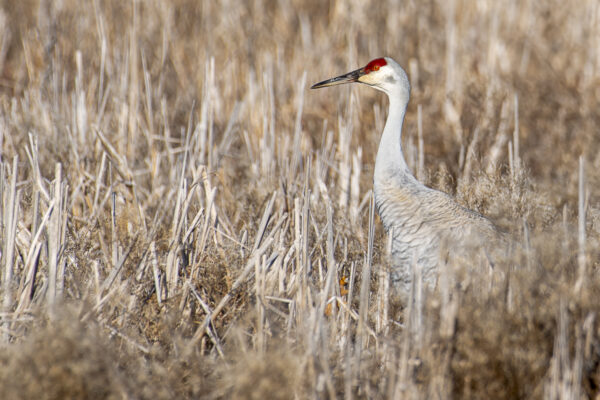 Sandhill Crane Photo Print titled Vantage Point by Philip J. Guettler.