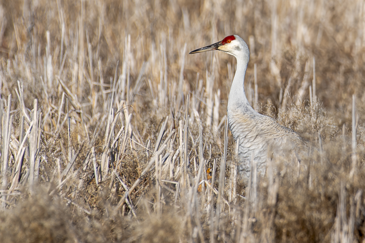 Sandhill Crane Photo Print titled Vantage Point by Philip J. Guettler.