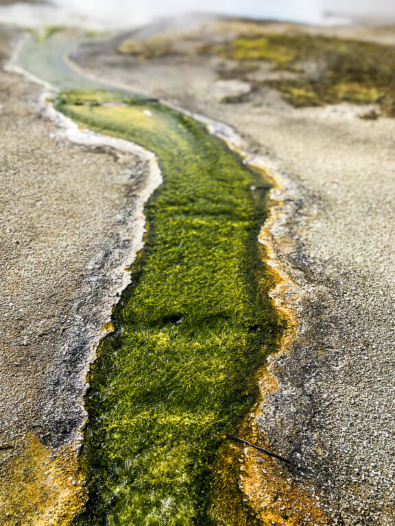 Verde Arroyo