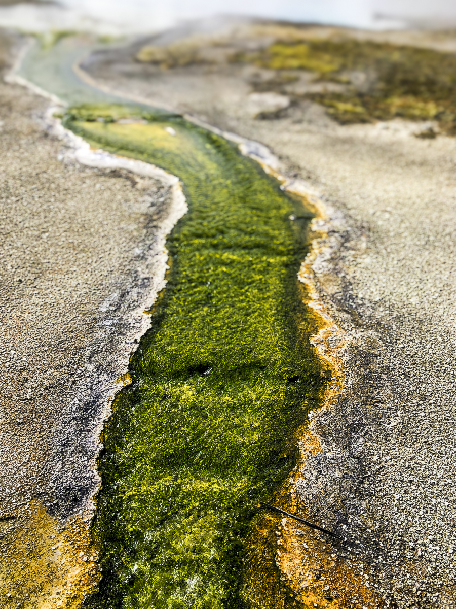 Abstract Nature Photography Print titled Verde Arroyo by Philip J. Guettler.
