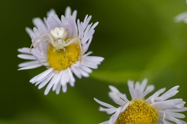 Crab Spider Fine Art titled Waiting by Philip J. Guettler.