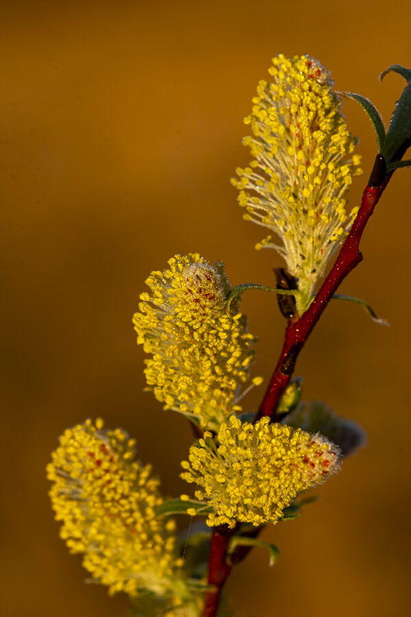 Spring Willow Bud Print titled Waking Up by Philip J. Guettler.