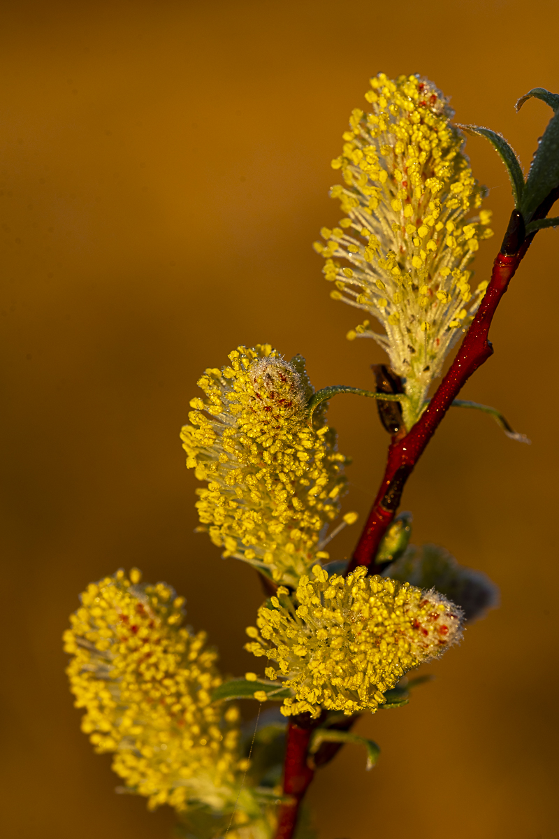 Spring Willow Bud Print titled Waking Up by Philip J. Guettler.