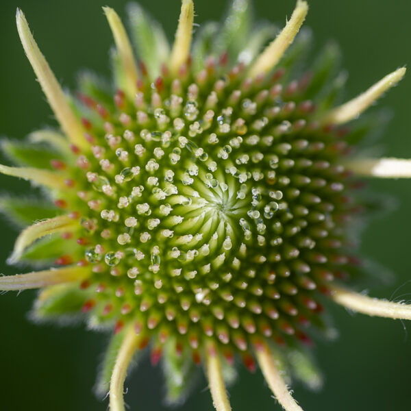 Coneflower Macro Art Print titled Wet Hair by Philip J. Guettler.