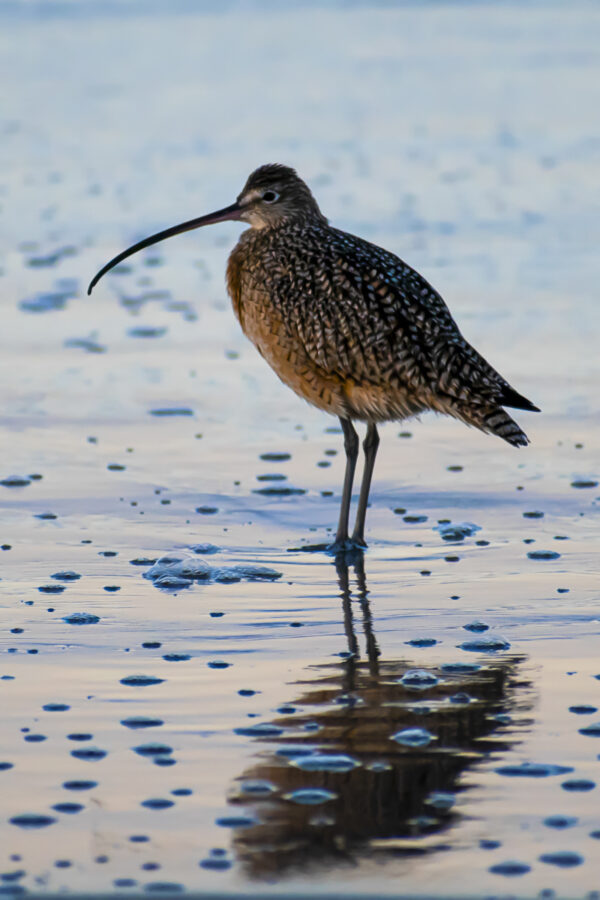 Shorebird Wildlife Photo Print titled What's Next by Philip J. Guettler.