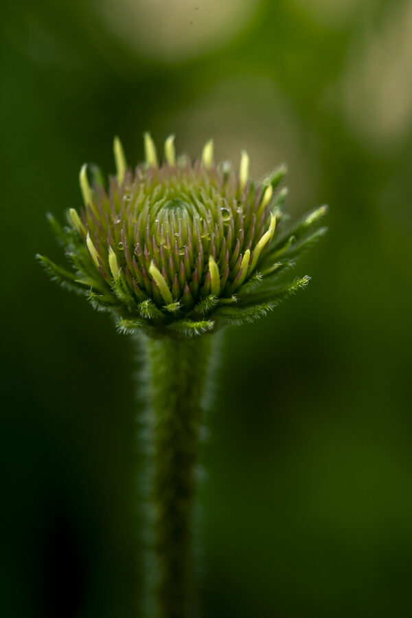 Coneflower Macro Art Print by Philip J. Guettler.