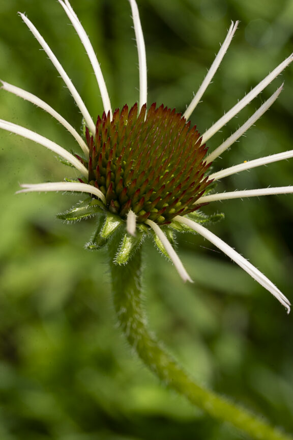 Pinwheel