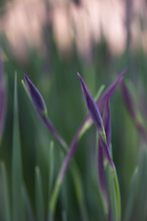 Purple Promise