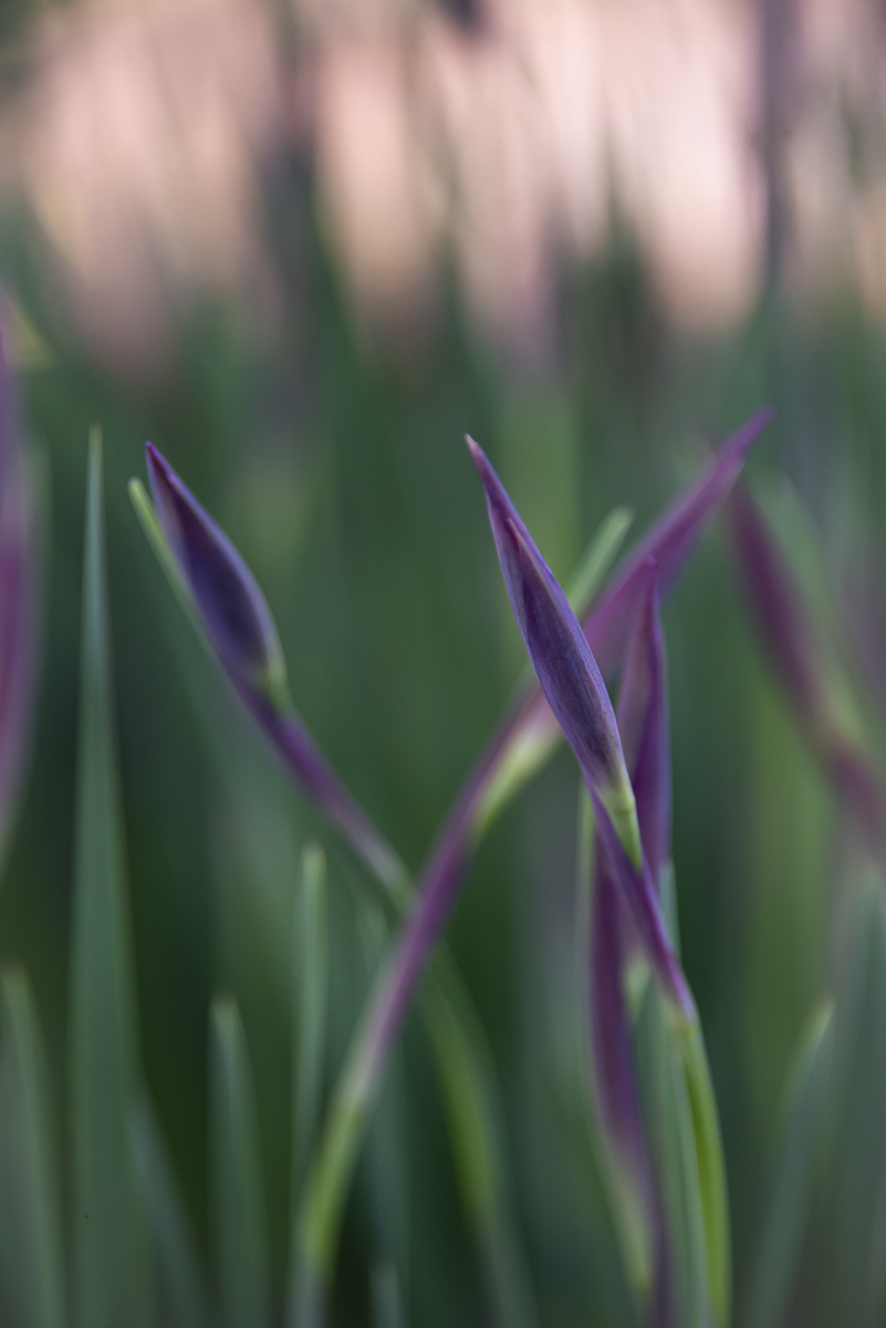 Iris Macro Art Print by Philip J. Guettler.