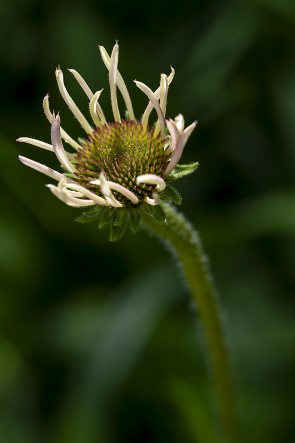 Coneflower Macro Art Print by Philip J. Guettler.