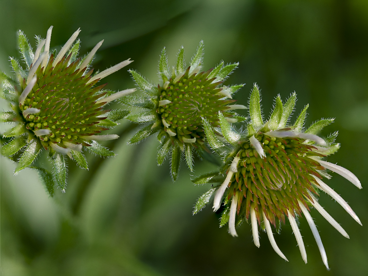 Coneflower Macro Art Print by Philip J. Guettler.