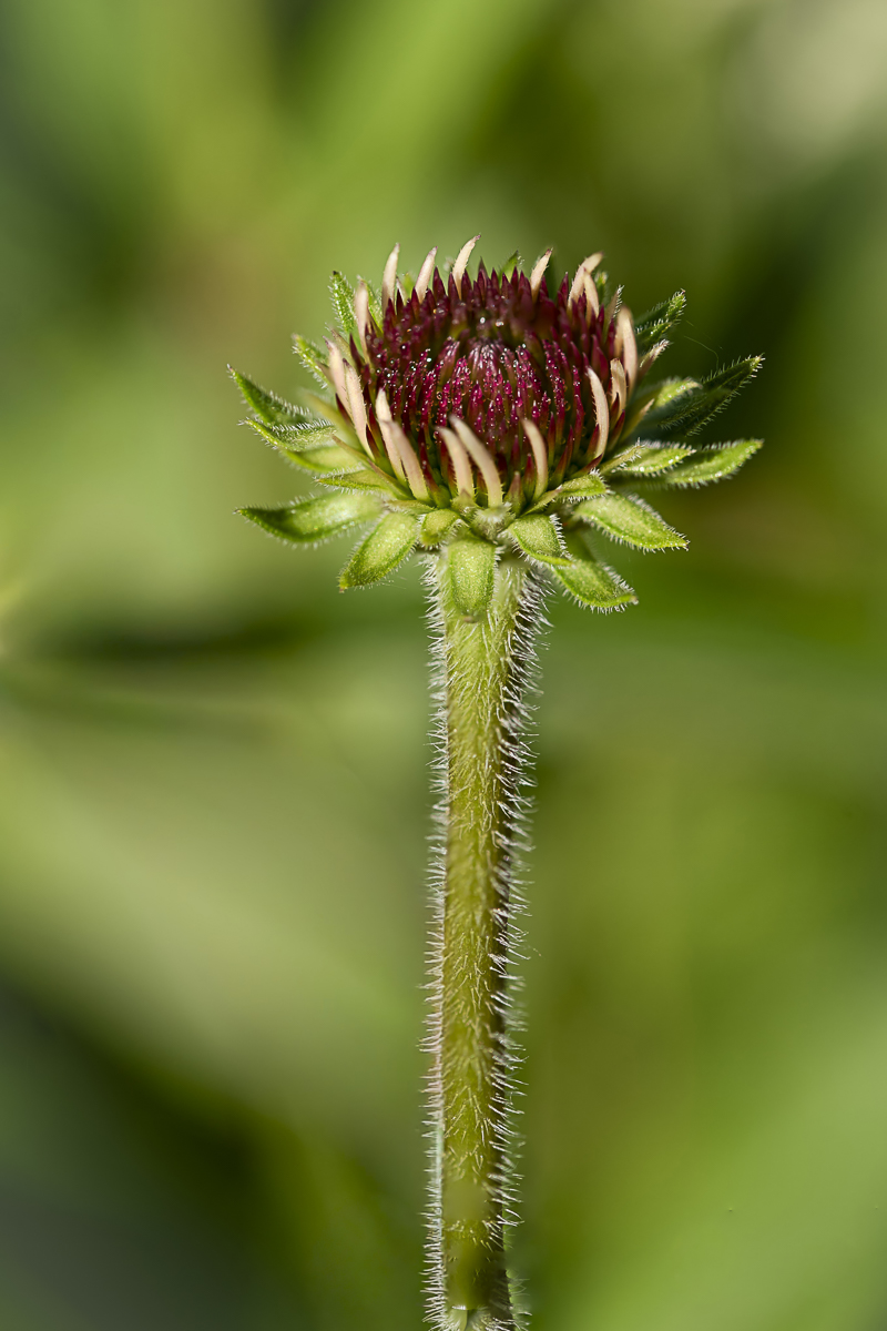Coneflower Macro Art Print