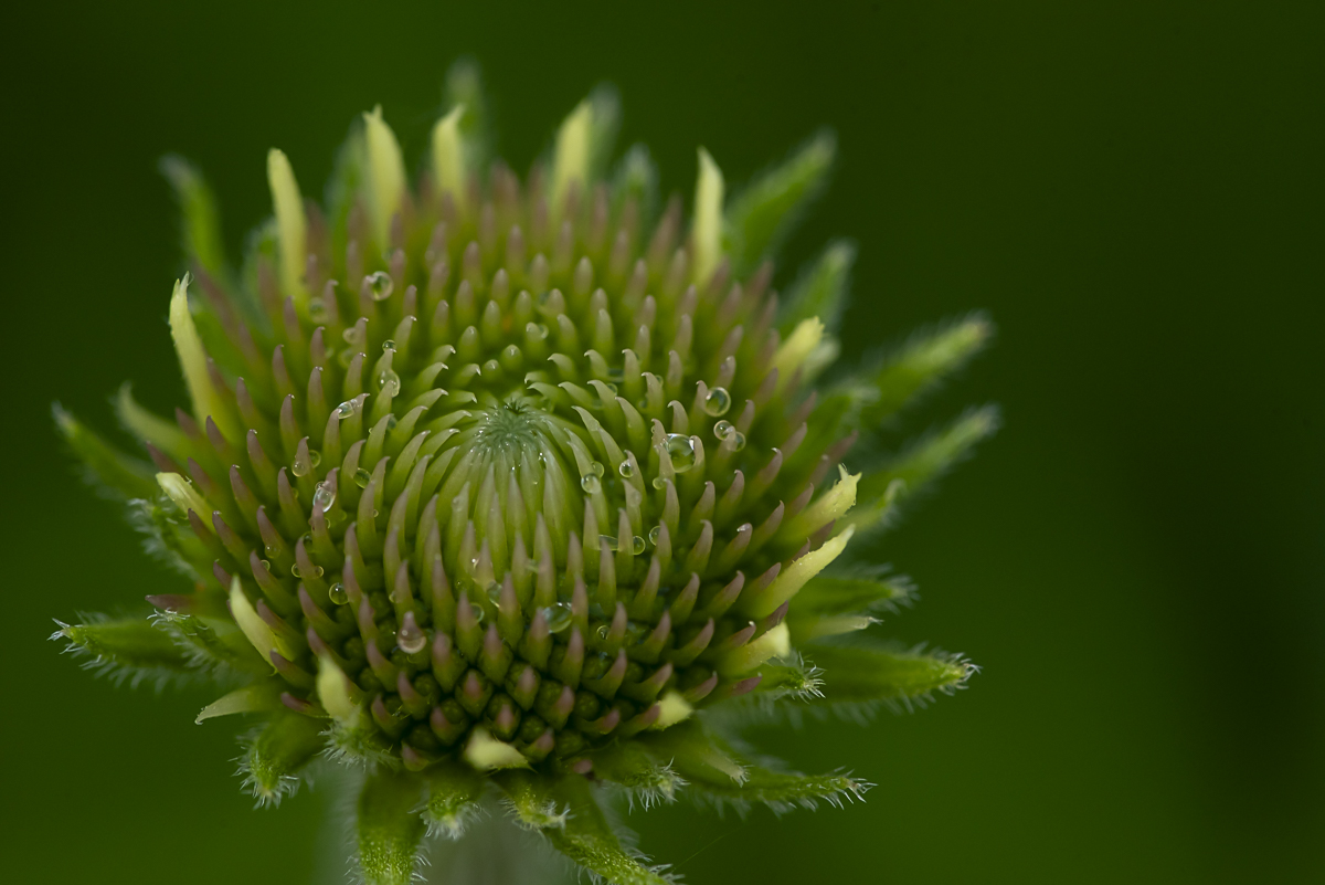 Coneflower Macro Art Print titled Unfolding by Philip J. Guettler.