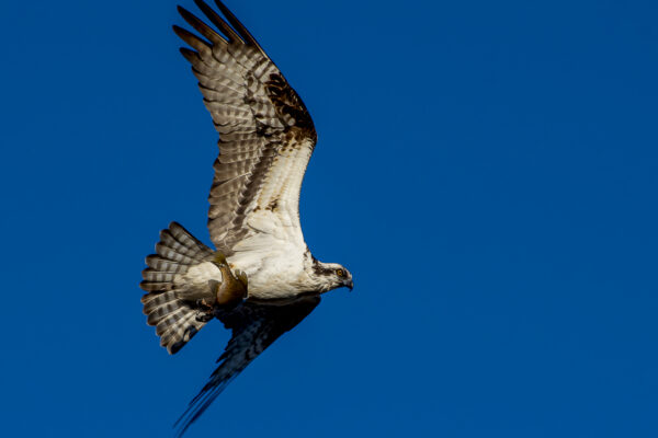Nature Fine Art Print titled Catch of the Day, featuring an osprey, against a dark blue sky.