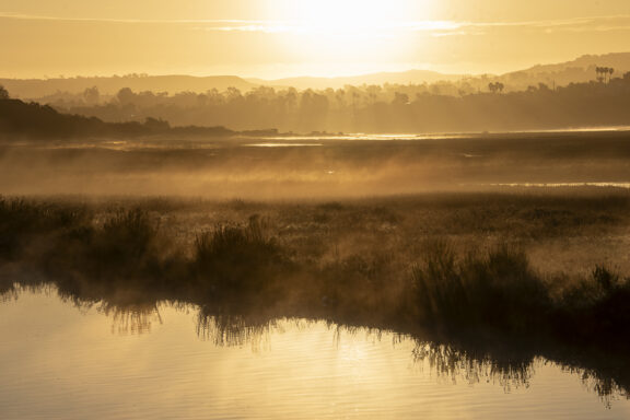 Misty Marsh