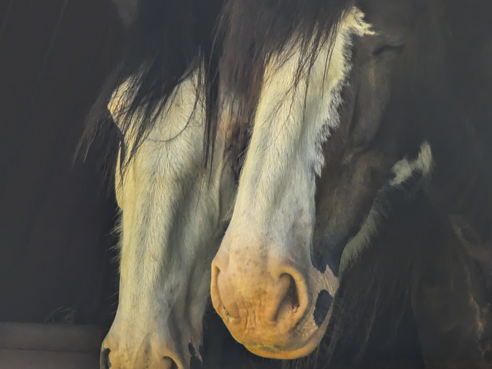 Horses Fine Art Print