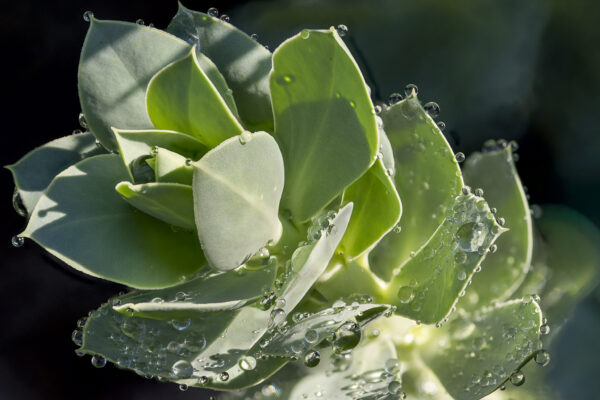 A detailed macro shot of a green succulent plant covered in sparkling morning dew drops following a rain shower.
